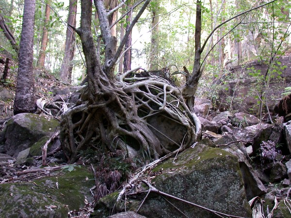 Wrapping Roots